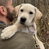 Entry image for Phoebe