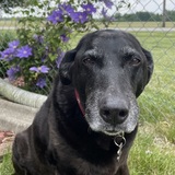 Entry image for Josie Brockus