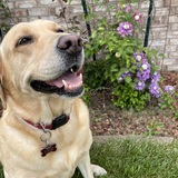 Entry image for Flower Brockus