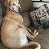 Entry image for Dixie Brockus