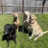 Entry image for EZ Brockus & his sisters: Josie, Dixie & Flower