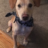 Entry image for Ruger