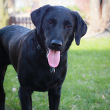 Entry image for Nova May