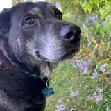 Entry image for Jovie