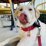 Entry image for Major 