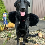 Entry image for Izabella