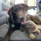 Entry image for Coco (Formerly Lily)