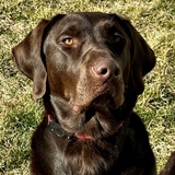 Entry image for Reese