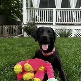 Entry image for Ellie Chase