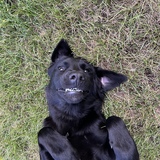 Entry image for Bogey