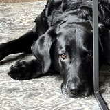 Entry image for Lola