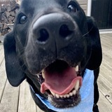 Entry image for Bauer