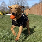 Entry image for Kobuk