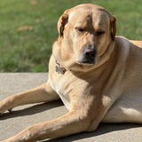 Entry image for Marley