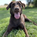 Entry image for Annie Roo (formerly Hershey)