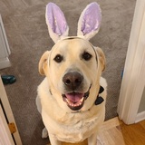 Entry image for Colin