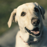 Entry image for River