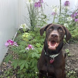 Entry image for Presley Belle