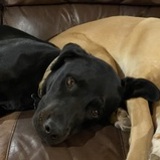 Entry image for Boone and Callie Dean