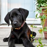 Entry image for Remi