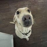 Entry image for HoneyBee 