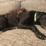 Entry image for Walker Shannon