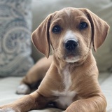 Entry image for Reesie