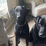 Entry image for Ellie, Simon,Polly