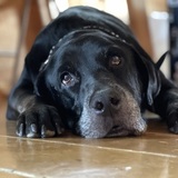 Entry image for Opal Winthrop 