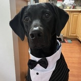 Entry image for Simon