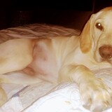 Entry image for Copper 