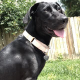 Entry image for Polly