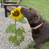 Entry image for Scooby