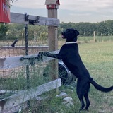 Entry image for Olive