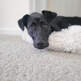 Entry image for Izzy