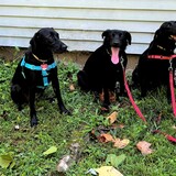 Entry image for Mattie, Star & Izzy