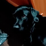 Entry image for Cole aka Buck