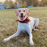 Entry image for Holly