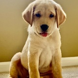 Entry image for Murphy 