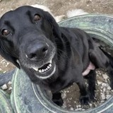 Entry image for Luna