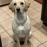 Entry image for Denali