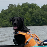 Entry image for Maddox