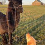 Entry image for Ruby