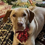 Entry image for Harvey