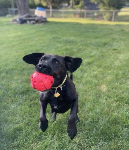 Entry image for Koda. Clicking this image will show a larger photo