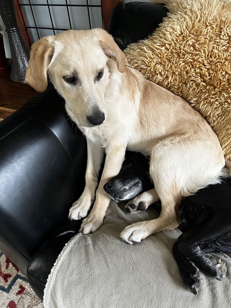 Entry image for Buddy. Clicking this image will show a larger photo