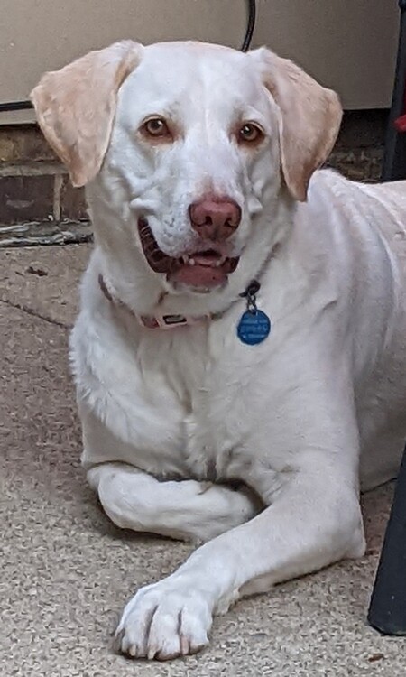 Entry image for Praline. Clicking this image will show a larger photo