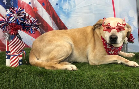 Entry image for Lucy. Clicking this image will show a larger photo