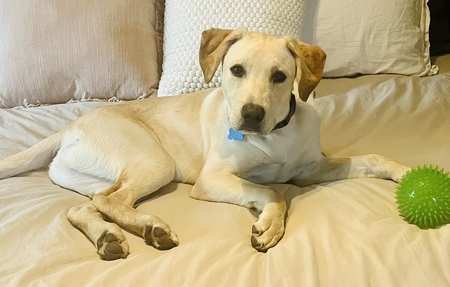 Entry image for Tate. Clicking this image will show a larger photo