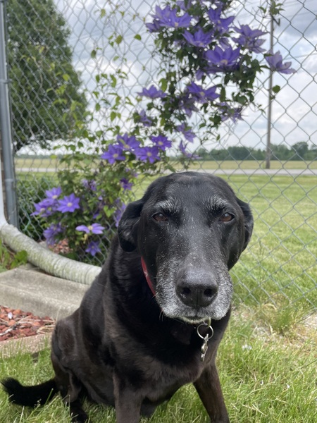 Entry image for Josie Brockus. Clicking this image will show a larger photo